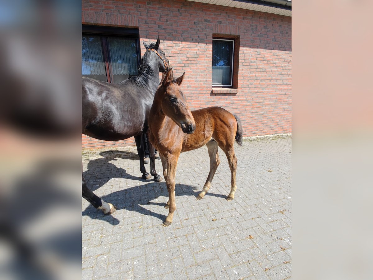 Hannoveraner Hengst  Brauner in Langen