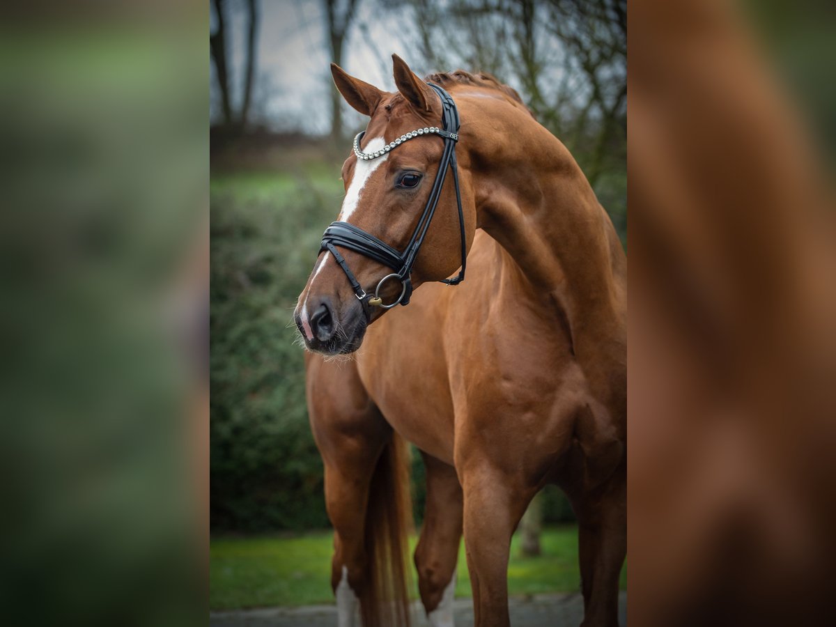 Hannoveraner Hengst  Brauner in Ostercappeln