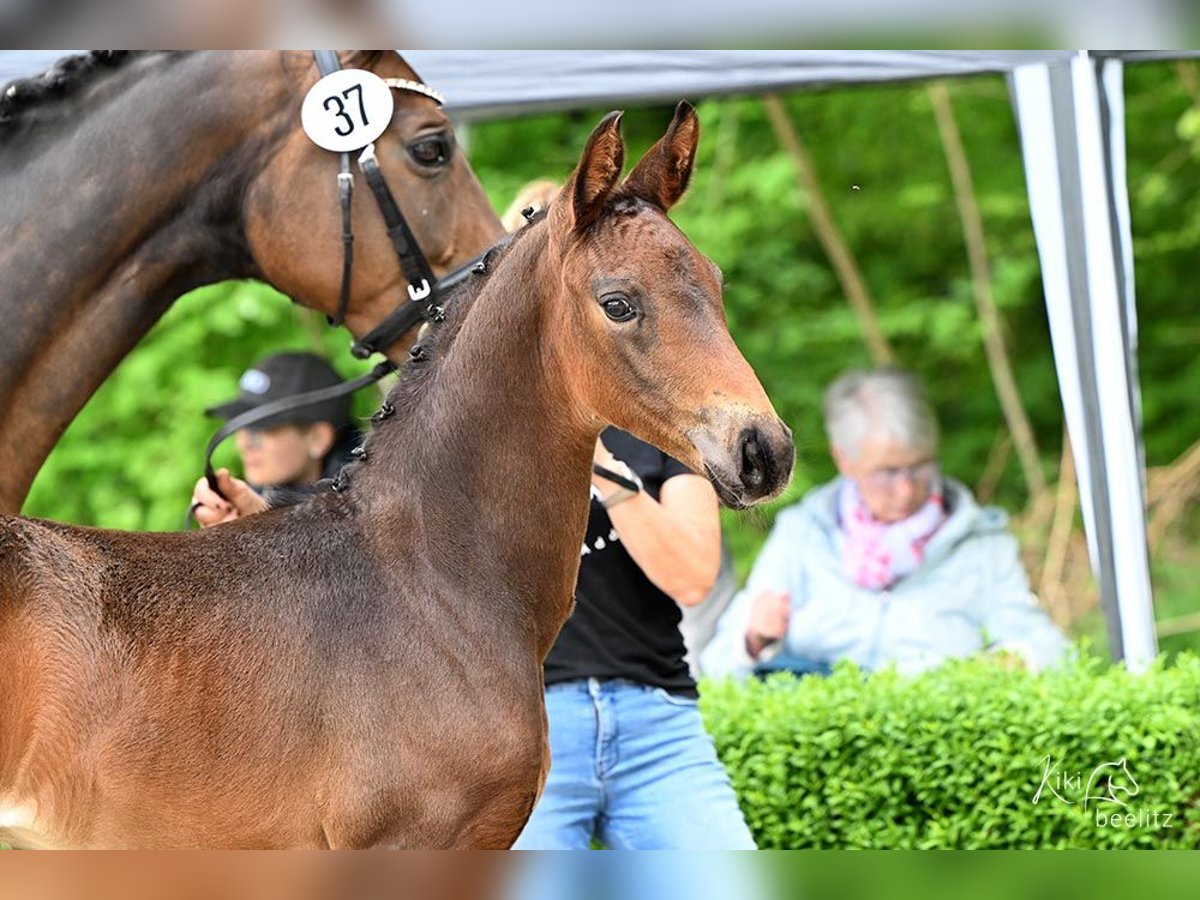Hannoveraner Hengst  Brauner in Scharbow