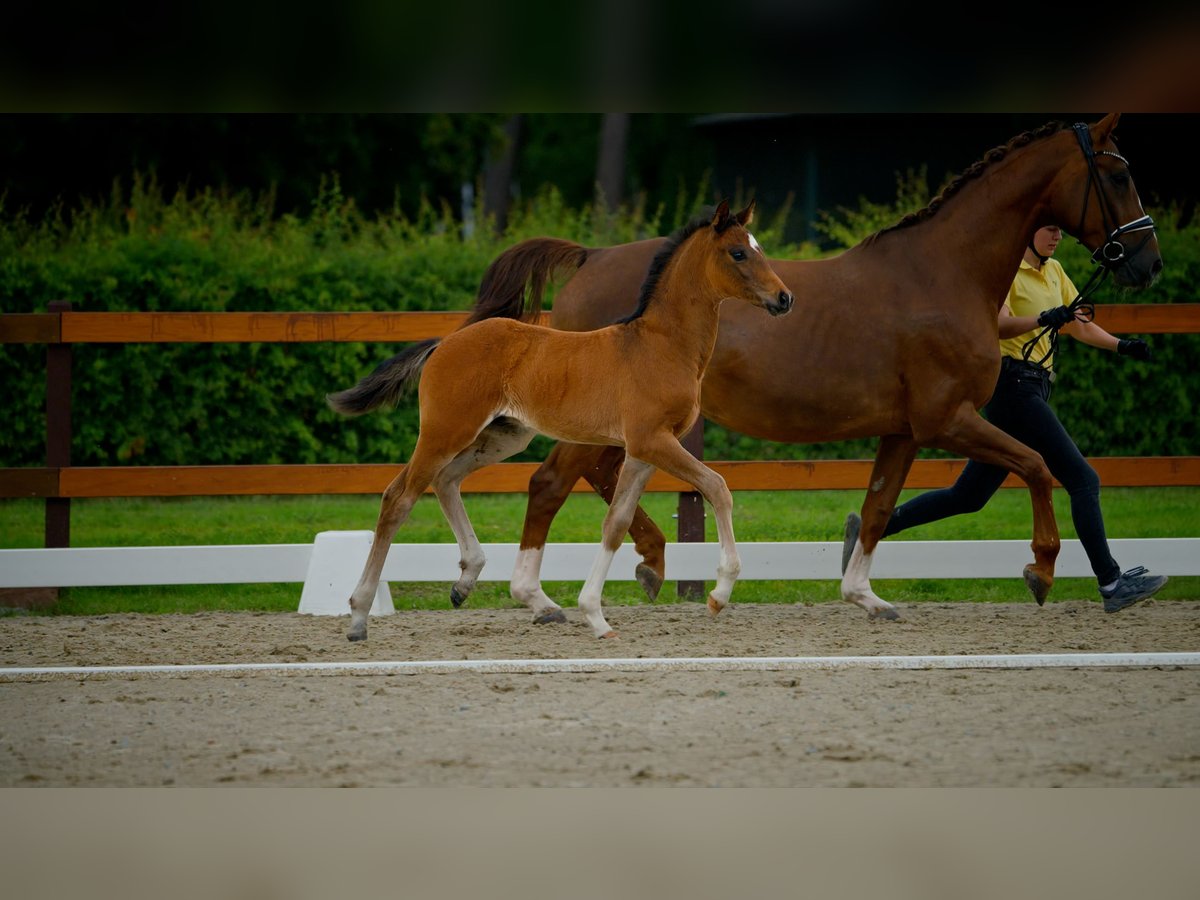 Hannoveraner Hengst  Brauner in Twistringen