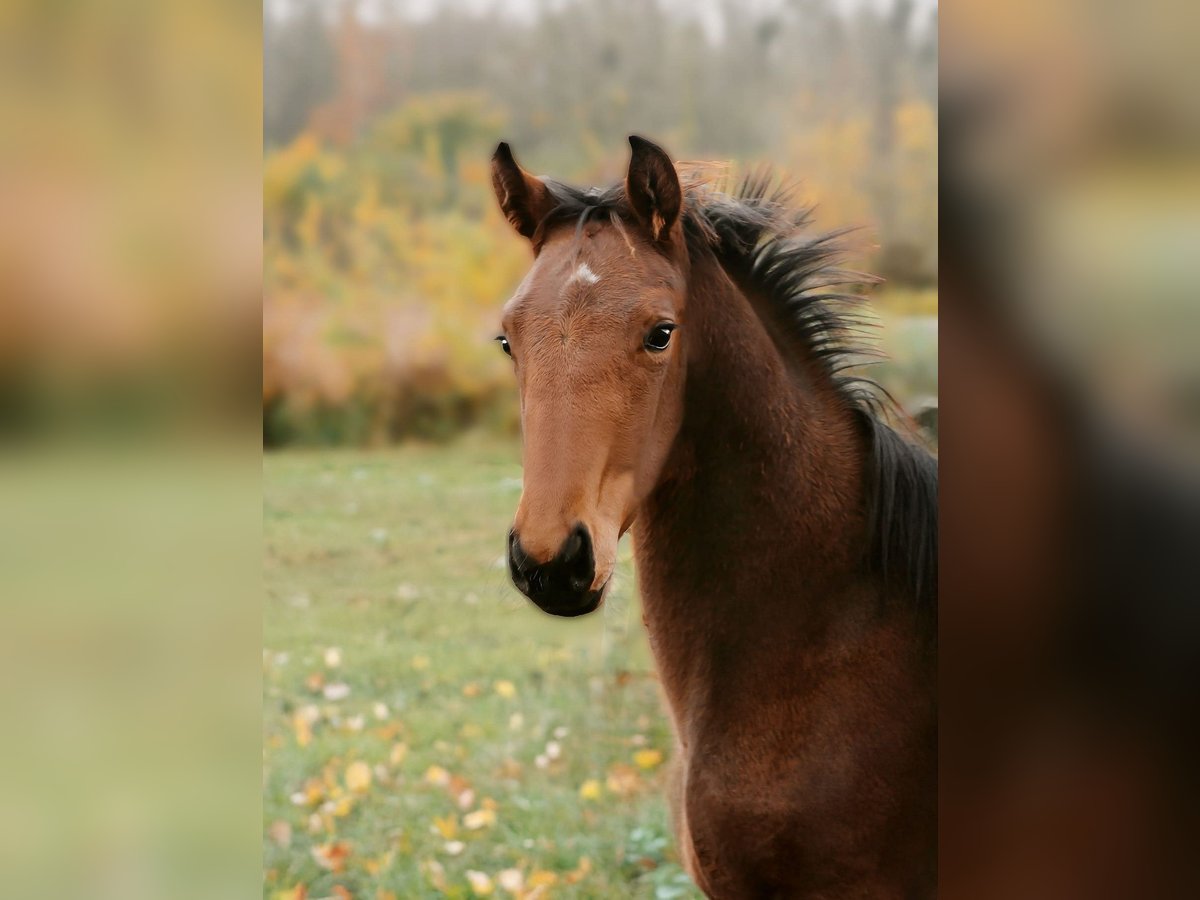 Hannoveraner Hengst  Brauner in Rinteln