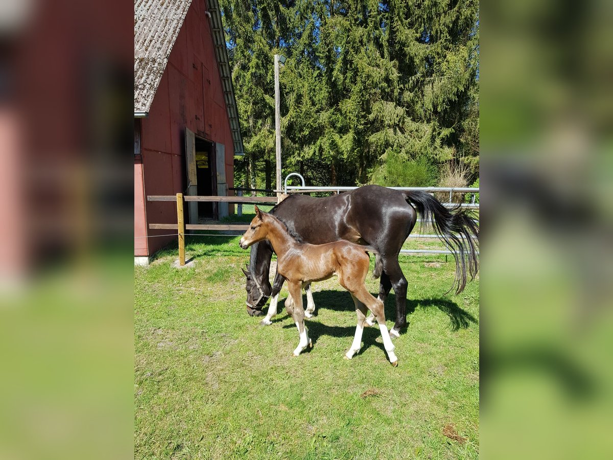 Hannoveraner Hengst  Brauner in Handeloh