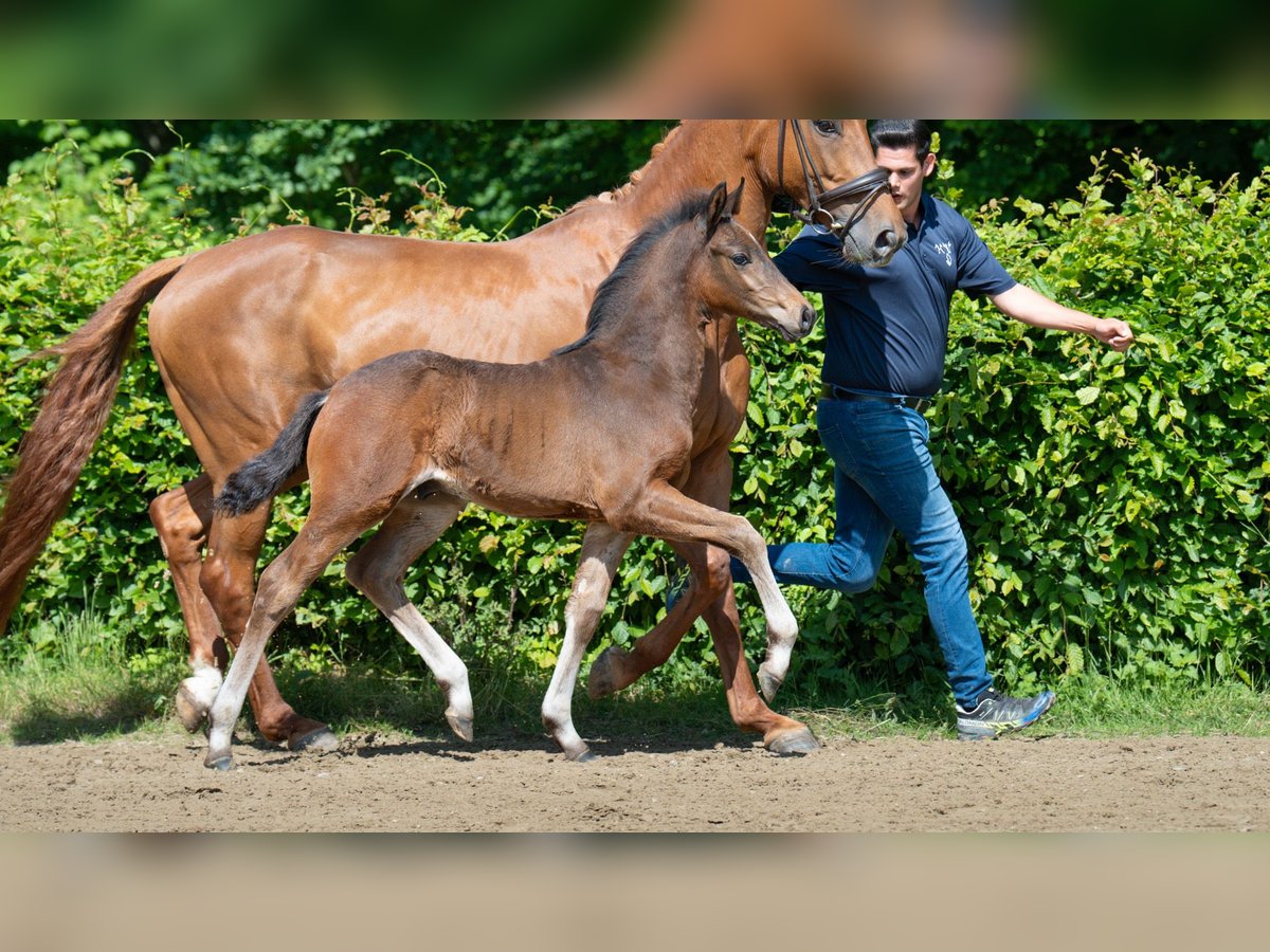 Hannoveraner Hengst  Brauner in Mnchengladbach