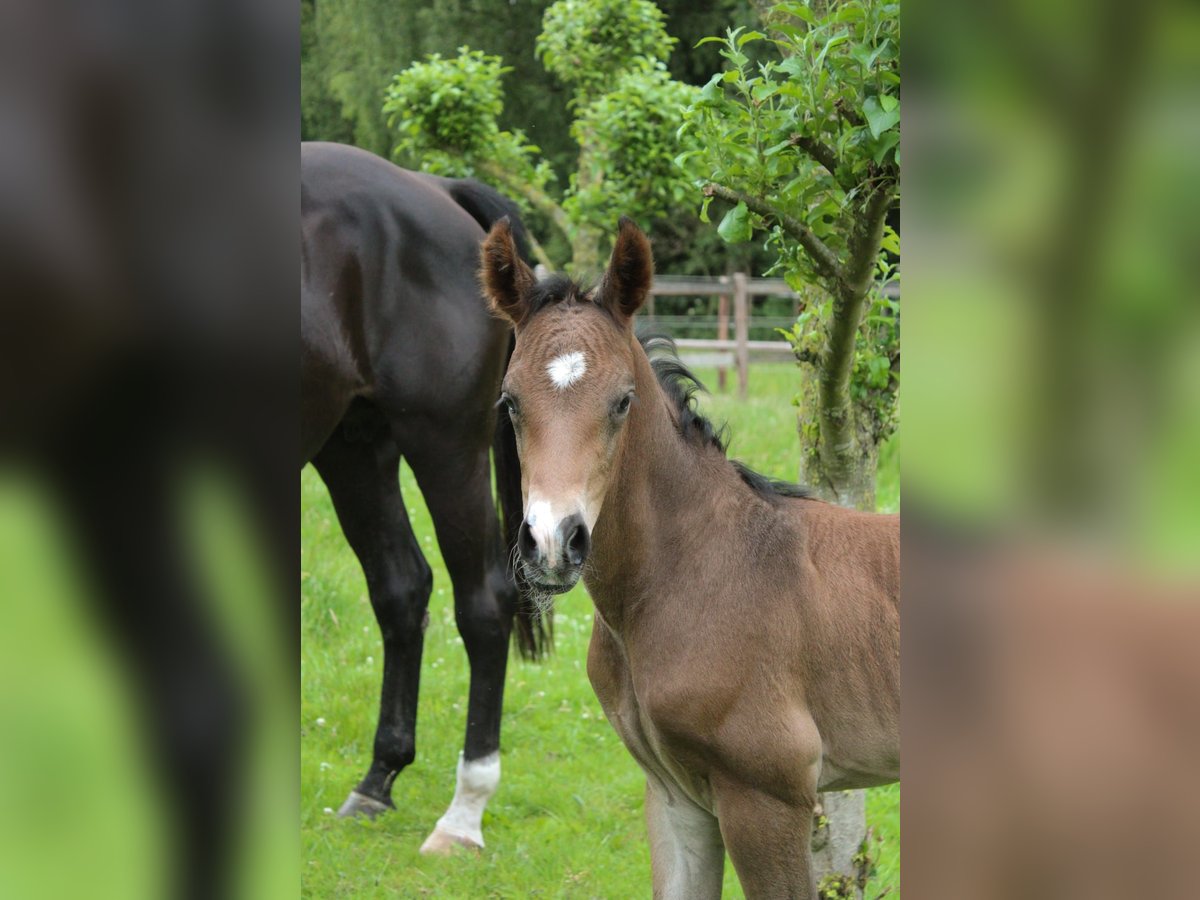 Hannoveraner Hengst  Brauner in Hamersen