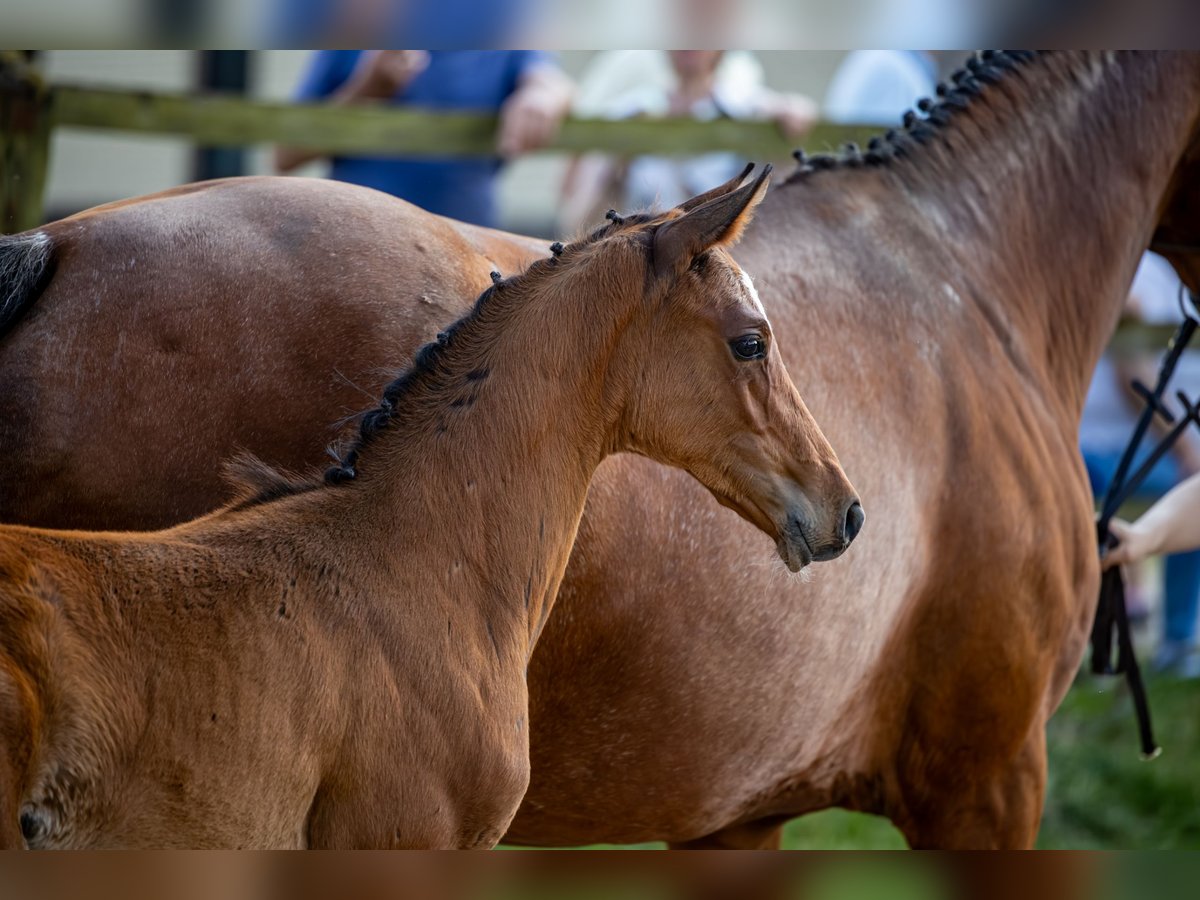 Hannoveraner Hengst  Brauner in Bodenfelde-Wahmbeck