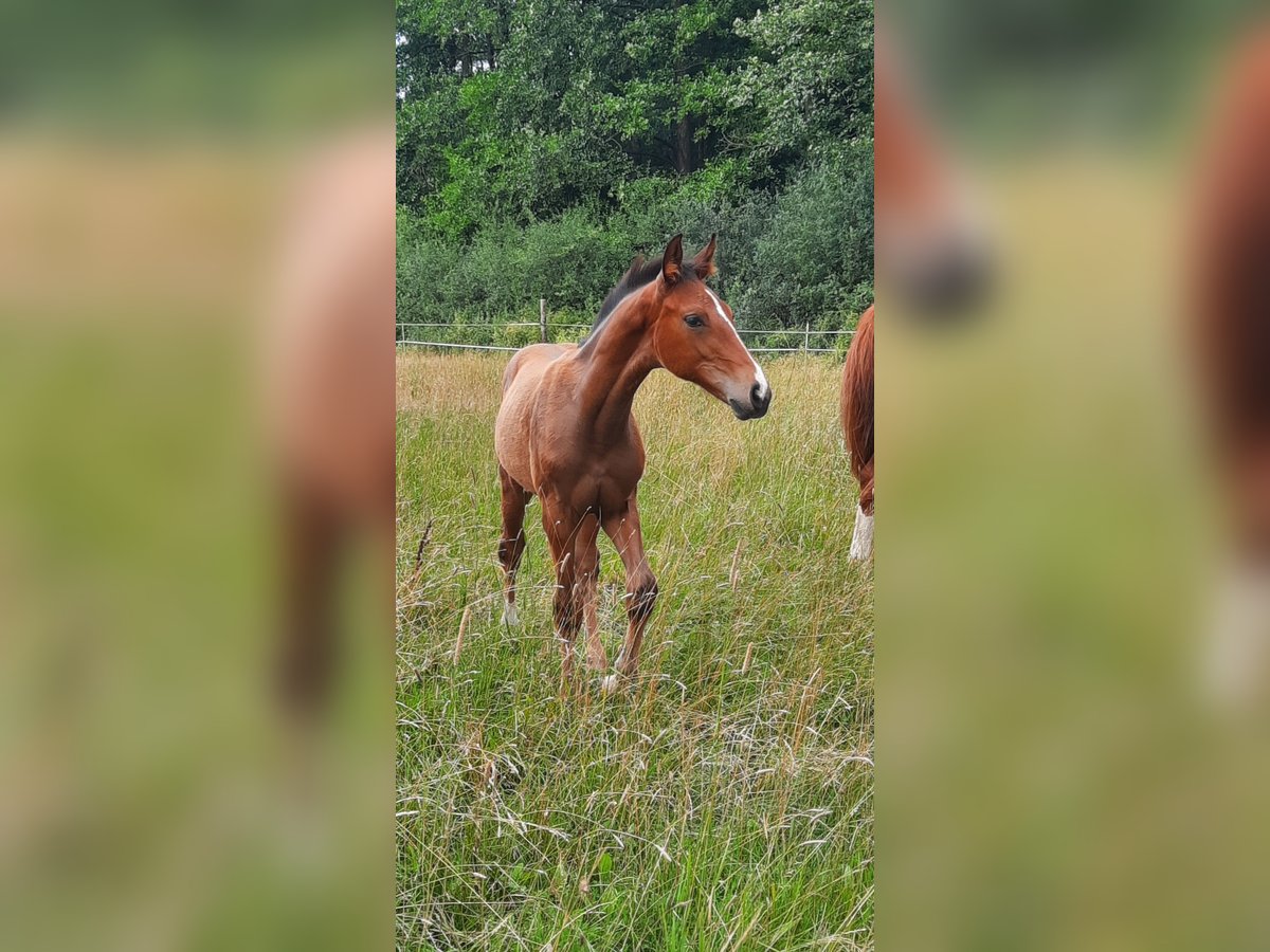 Hannoveraner Hengst Fohlen (04/2025) Brauner in Eldingen