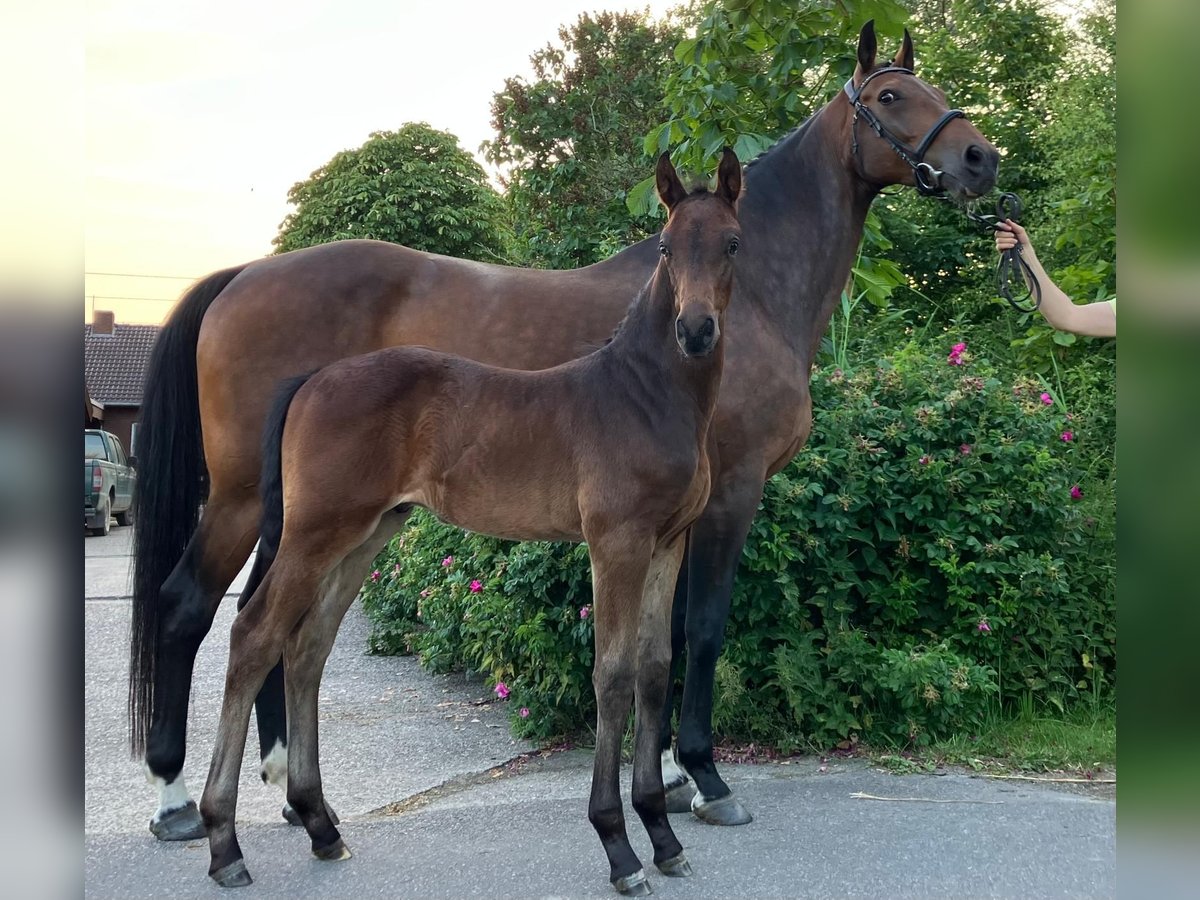 Hannoveraner Hengst  Brauner in Hinte