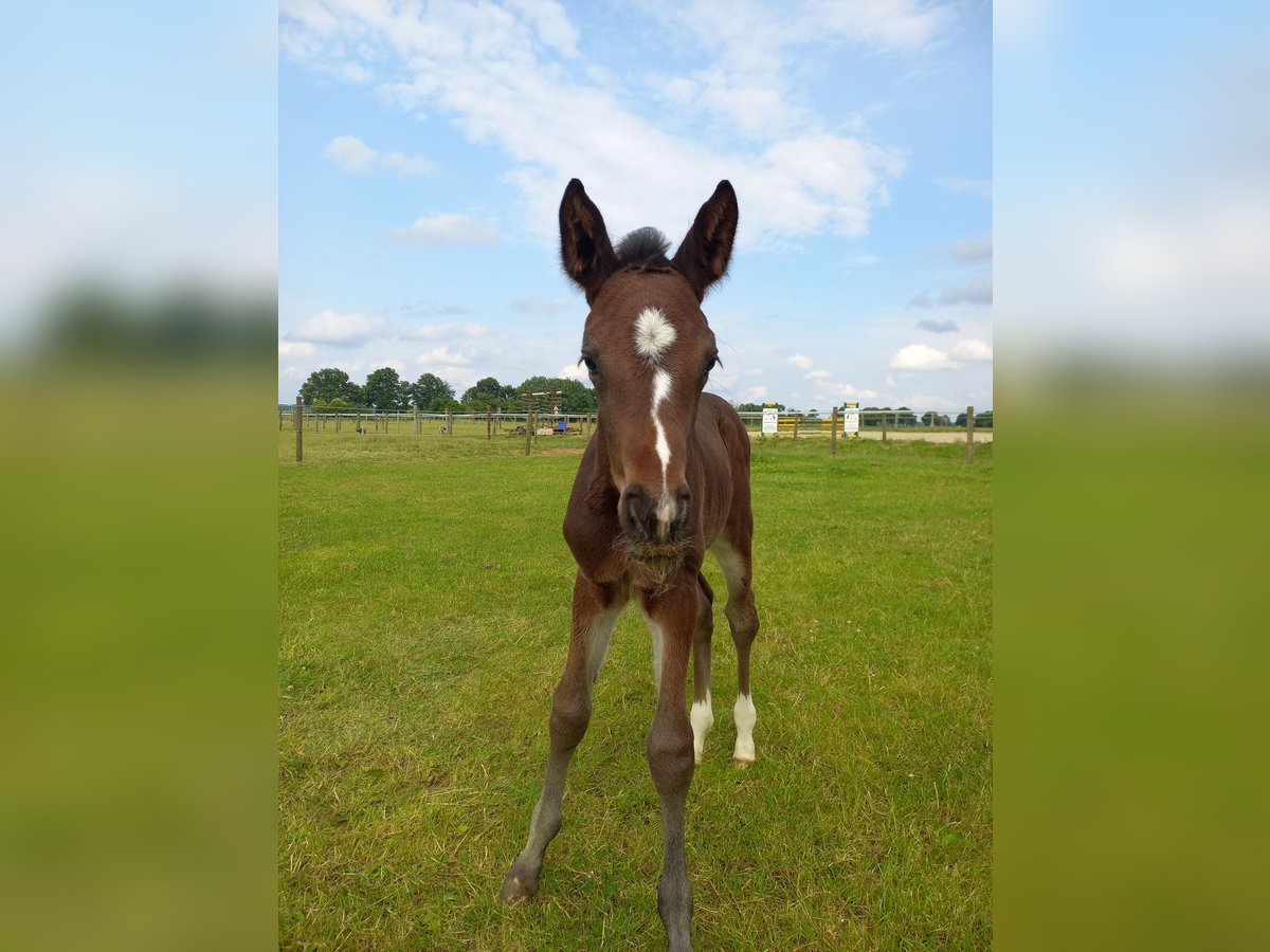 Hannoveraner Hengst  Brauner in Viersen
