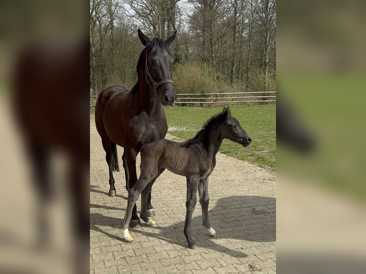 Hannoveraner Hengst  Dunkelbrauner in D&#xFC;sseldorf