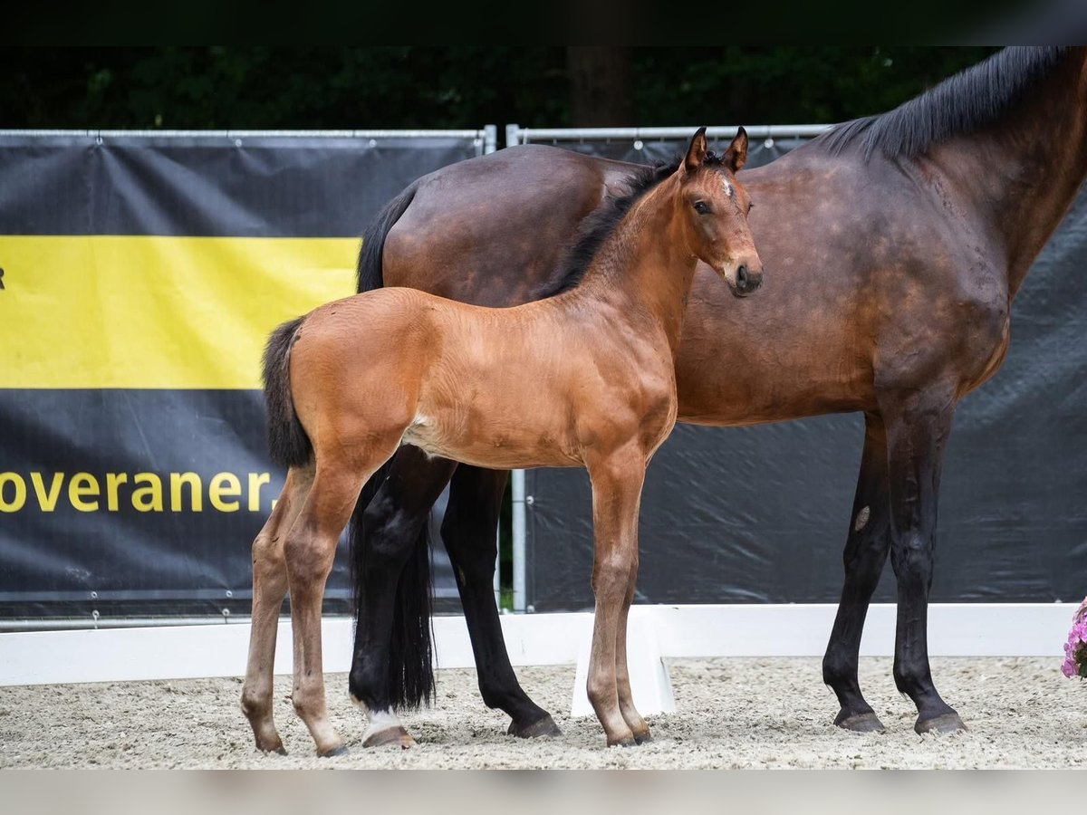 Hannoveraner Hengst Fohlen (05/2025) Dunkelbrauner in Schiffdorf