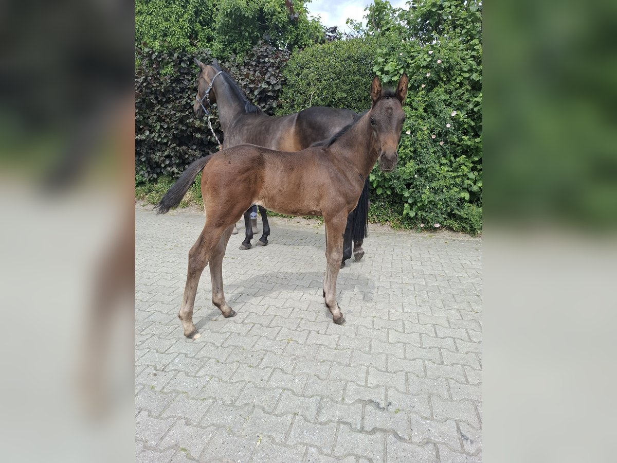 Hannoveraner Hengst  Dunkelbrauner in Nordhorn