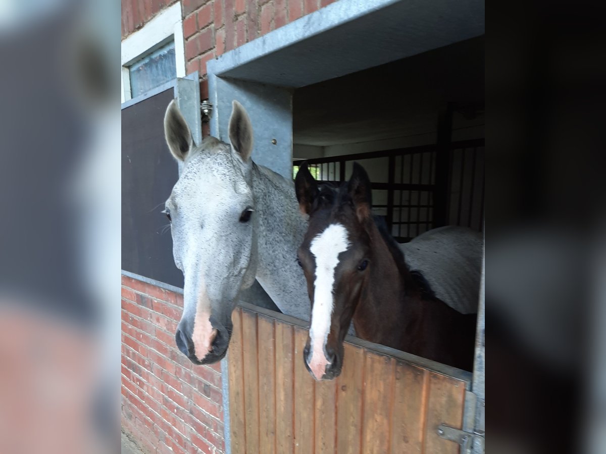 Hannoveraner Hengst  Dunkelbrauner in Wittingen