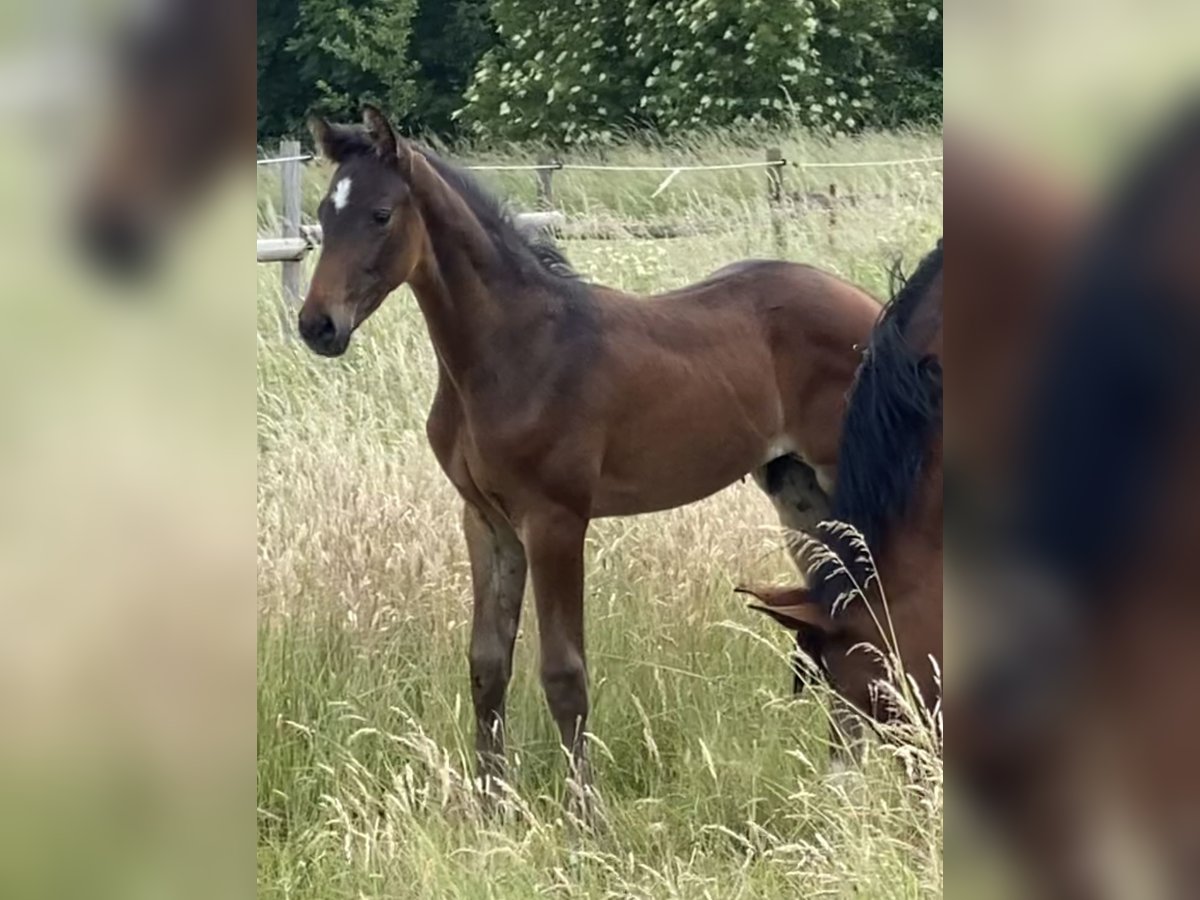 Hannoveraner Hengst  Dunkelbrauner in Wolfsburg