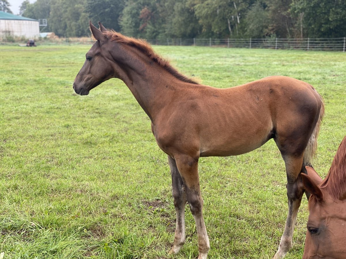 Hannoveraner Hengst Fohlen (05/2025) Dunkelfuchs in Adelheidsdorf