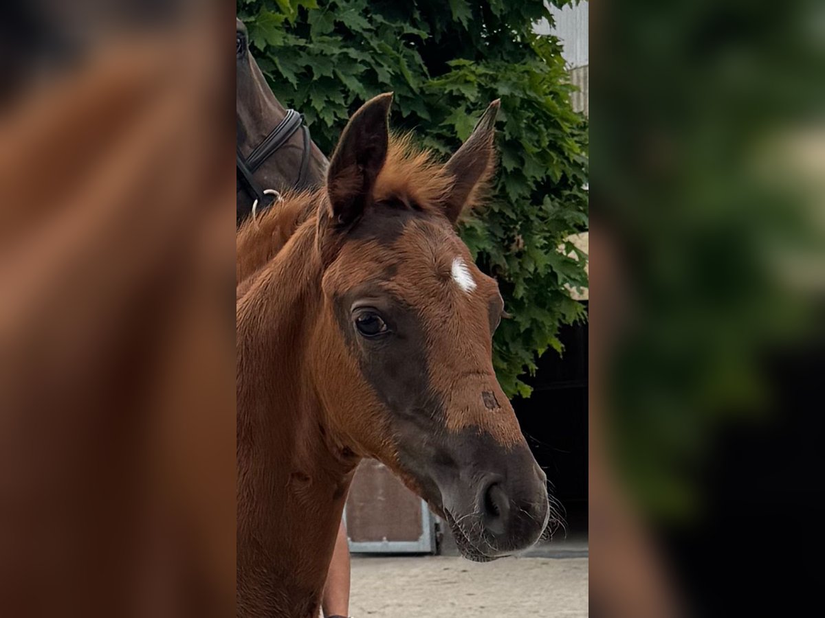 Hannoveraner Hengst  Dunkelfuchs in Hamburg