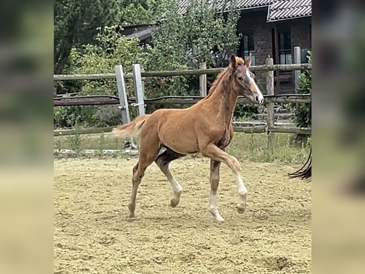 Hannoveraner Hengst Fohlen (04/2025) Dunkelfuchs in Kevelaer