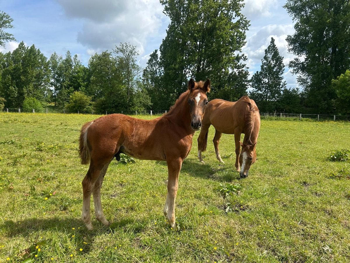 Hannoveraner Hengst  Dunkelfuchs in Neuenkirchen