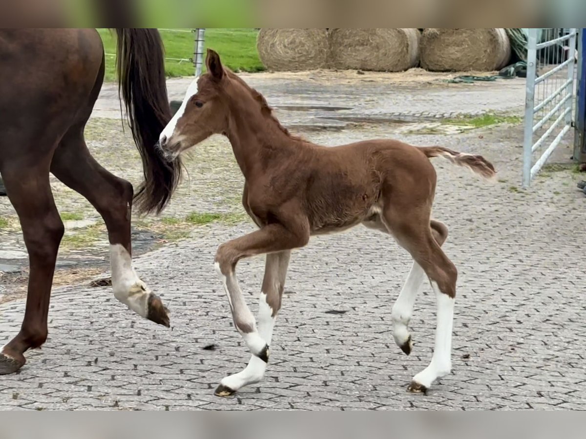 Hannoveraner Hengst  Dunkelfuchs in Vechta