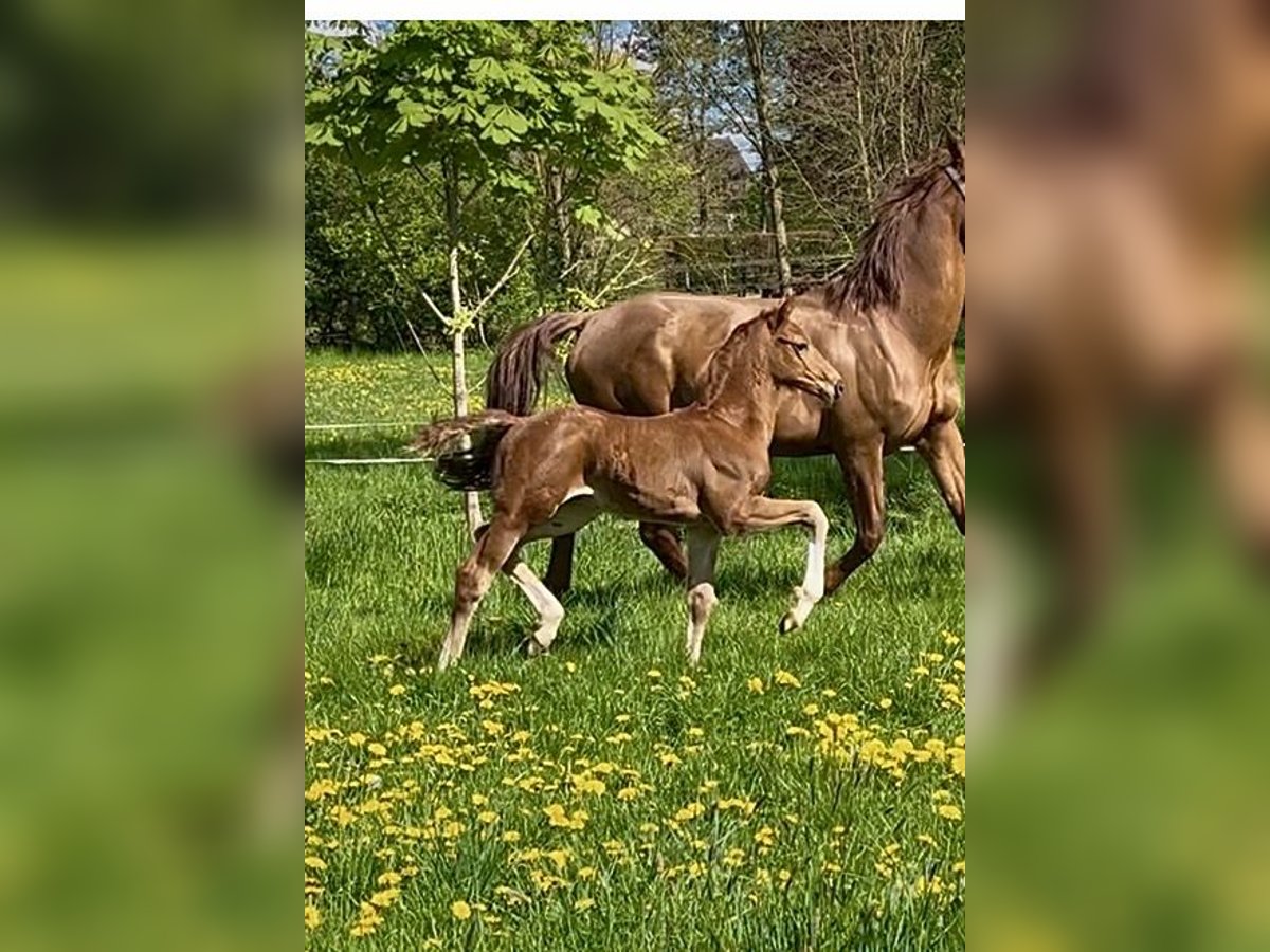 Hannoveraner Hengst  Fuchs in Melle