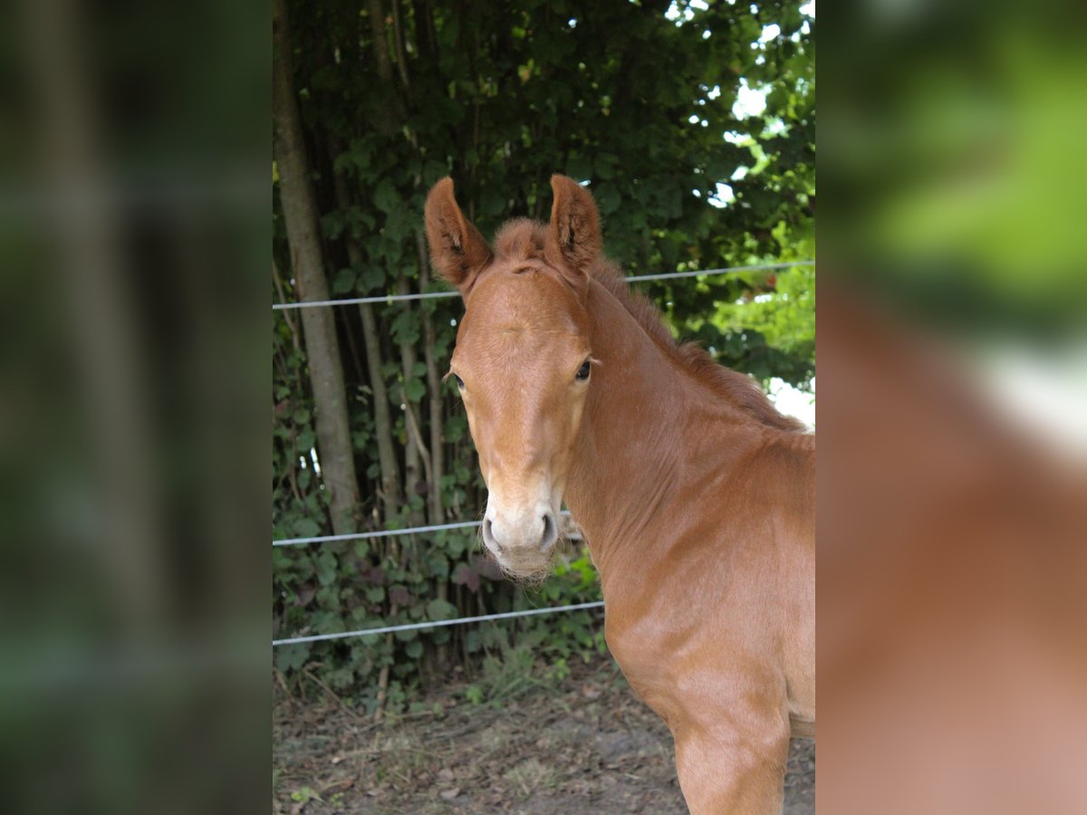 Hannoveraner Hengst  Fuchs in Hamersen