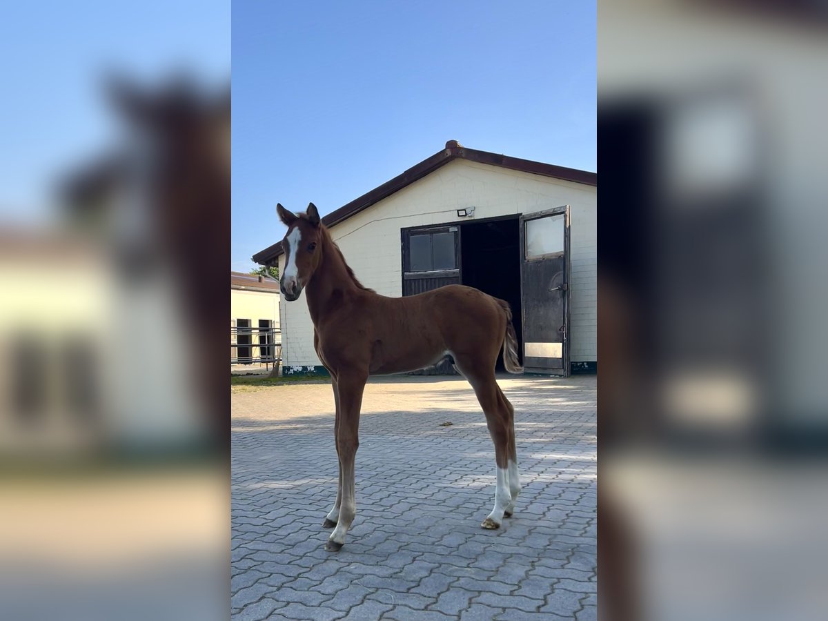 Hannoveraner Hengst  Fuchs in Bremen