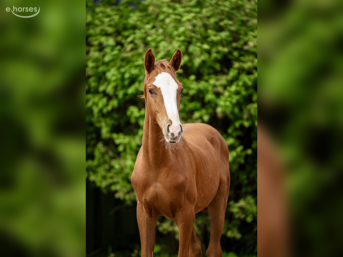 Hannoveraner, Hengst in Tespe