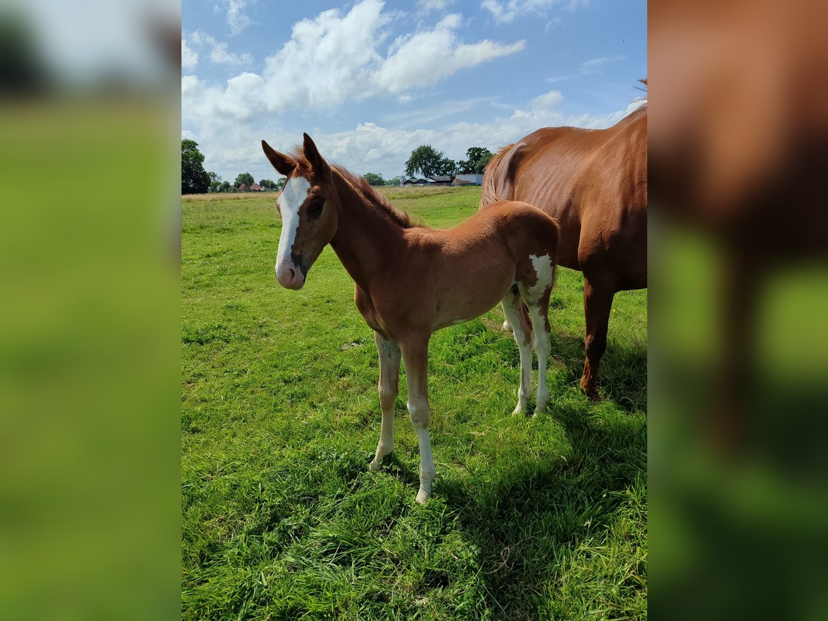 Hannoveraner Hengst  Fuchs in Butjadingen