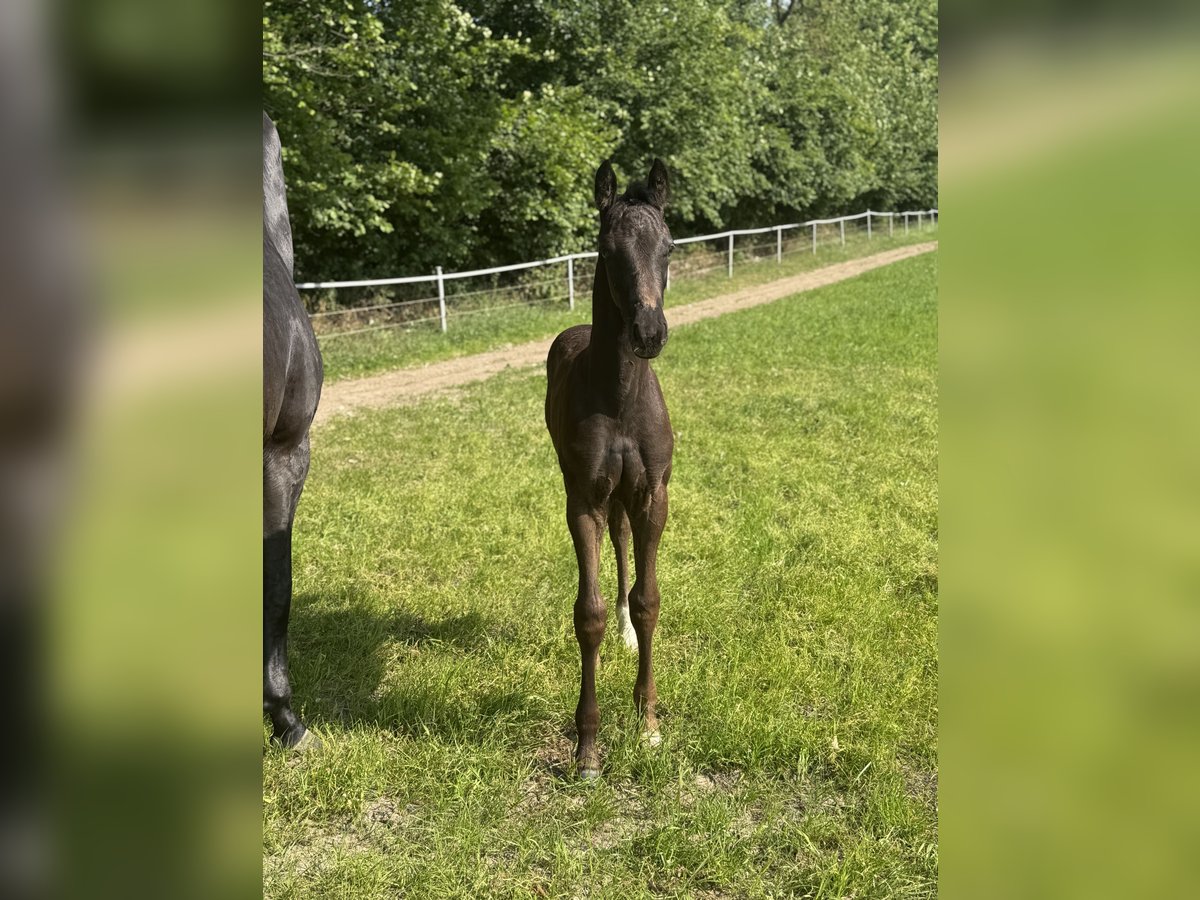 Hannoveraner Hengst  Rappe in Kirchn&#xFC;chelKirchn&#xFC;chel