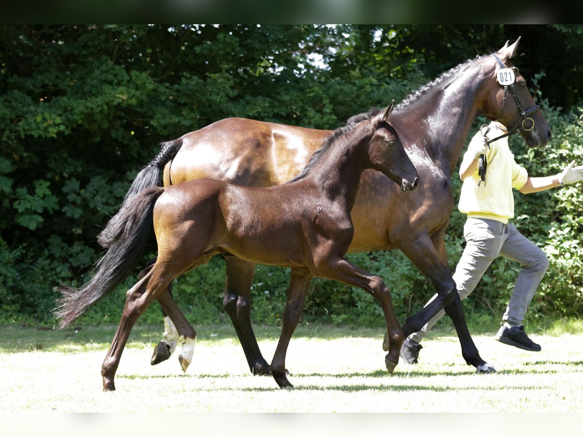 Hannoveraner Hengst Fohlen (05/2024) Rappe in Lüchow