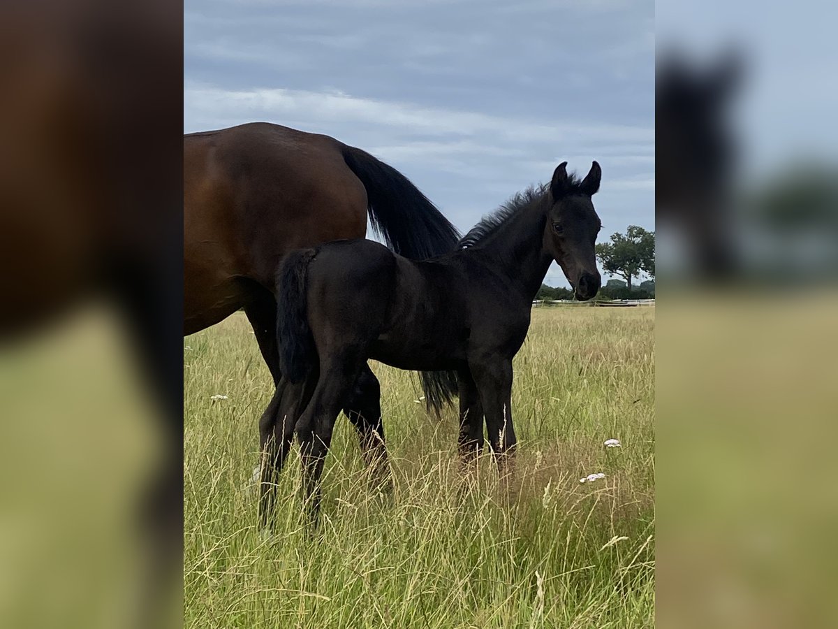 Hannoveraner Hengst Fohlen (06/2025) Rappe in Grethem