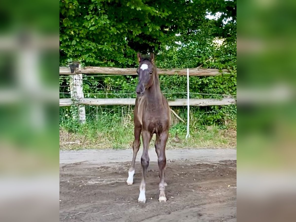 Hannoveraner Hengst Fohlen (05/2025) Rappe in Walsrode