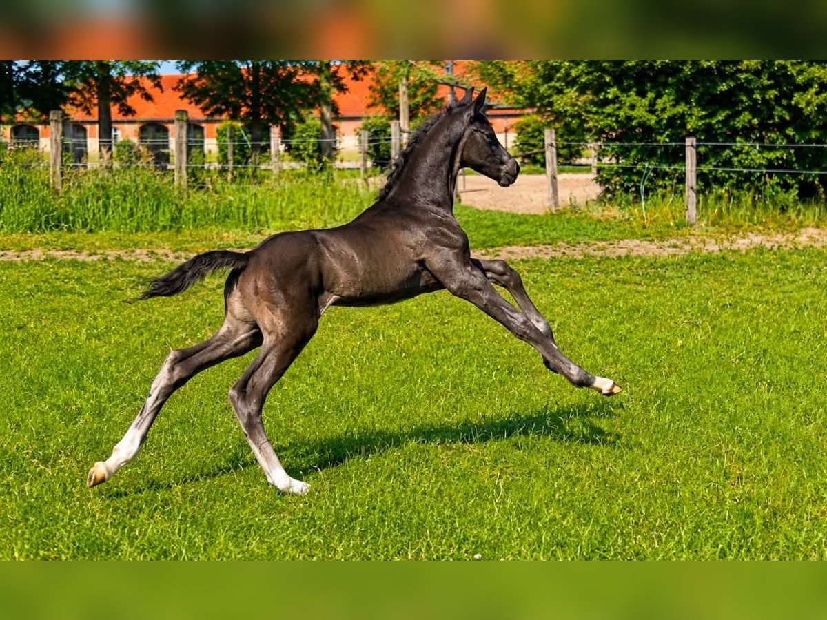 Hannoveraner, Hengst in Vechta