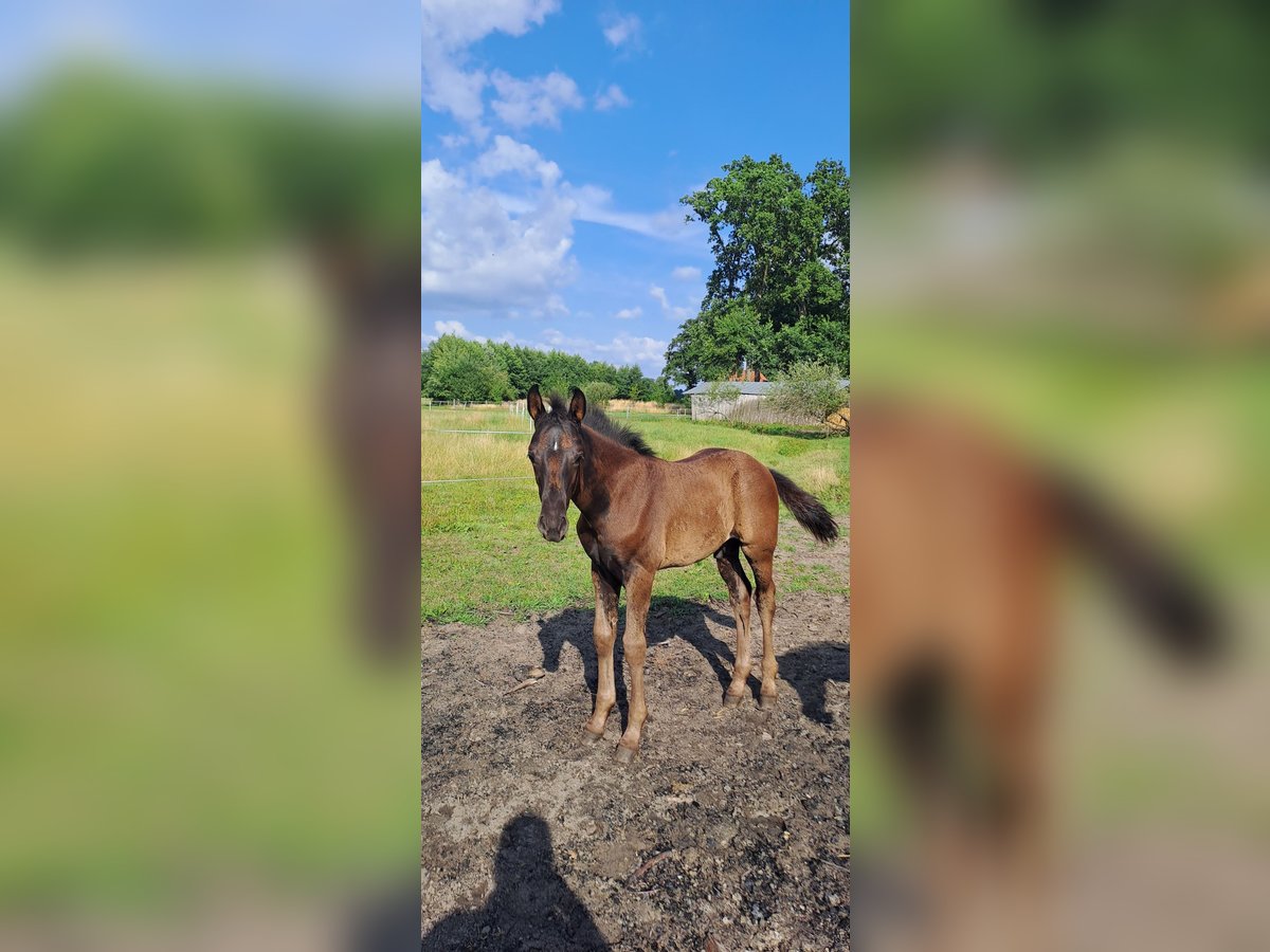 Hannoveraner Hengst Fohlen (05/2025) Schwarzbrauner in DrentwedeBarnstorf
