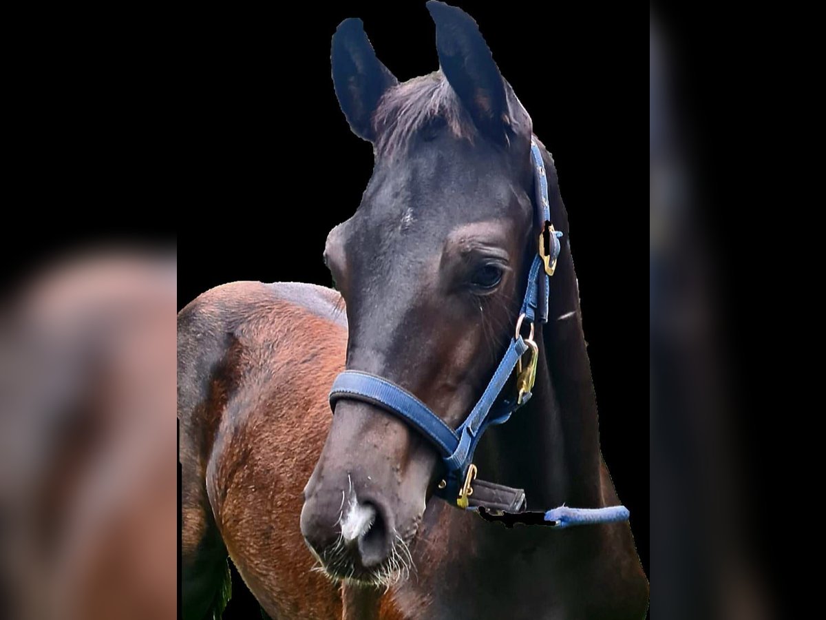 Hannoveraner Hengst Fohlen (06/2025) Schwarzbrauner in Koppenbr&#xFC;ck