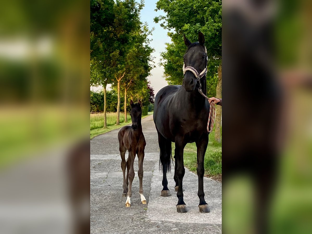 Hannoveraner Hengst  Schwarzbrauner in Melle