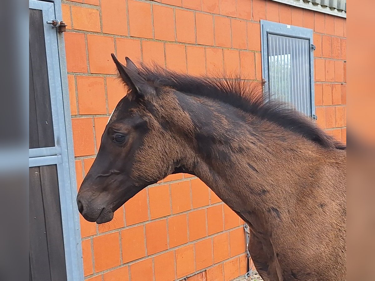 Hannoveraner Hengst Fohlen (03/2024) Schwarzbrauner in Wurster Nordseeküste