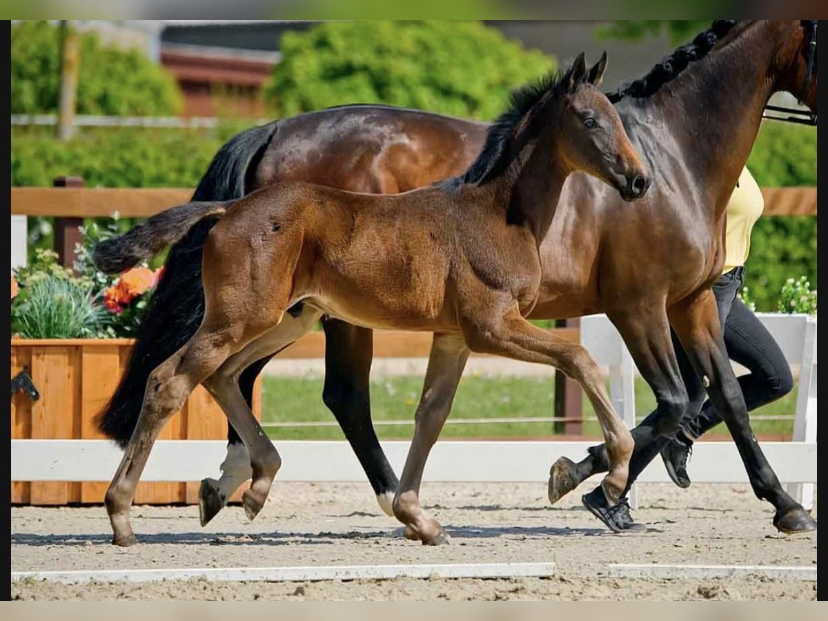 Hannoveraner Hengst  Schwarzbrauner in Wolfsburg