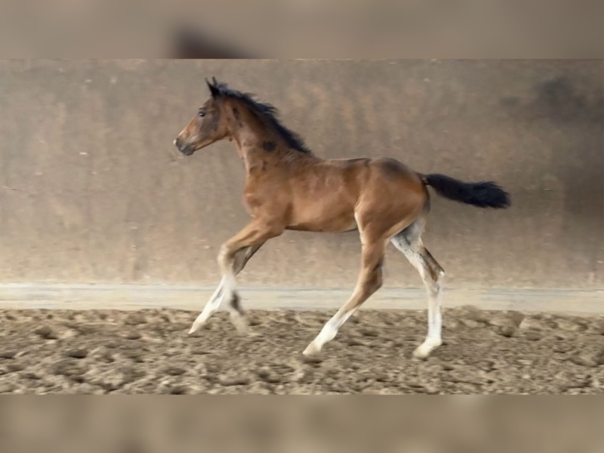 Hannoveraner Hengst Fohlen (05/2025) Schwarzbrauner in Vechta