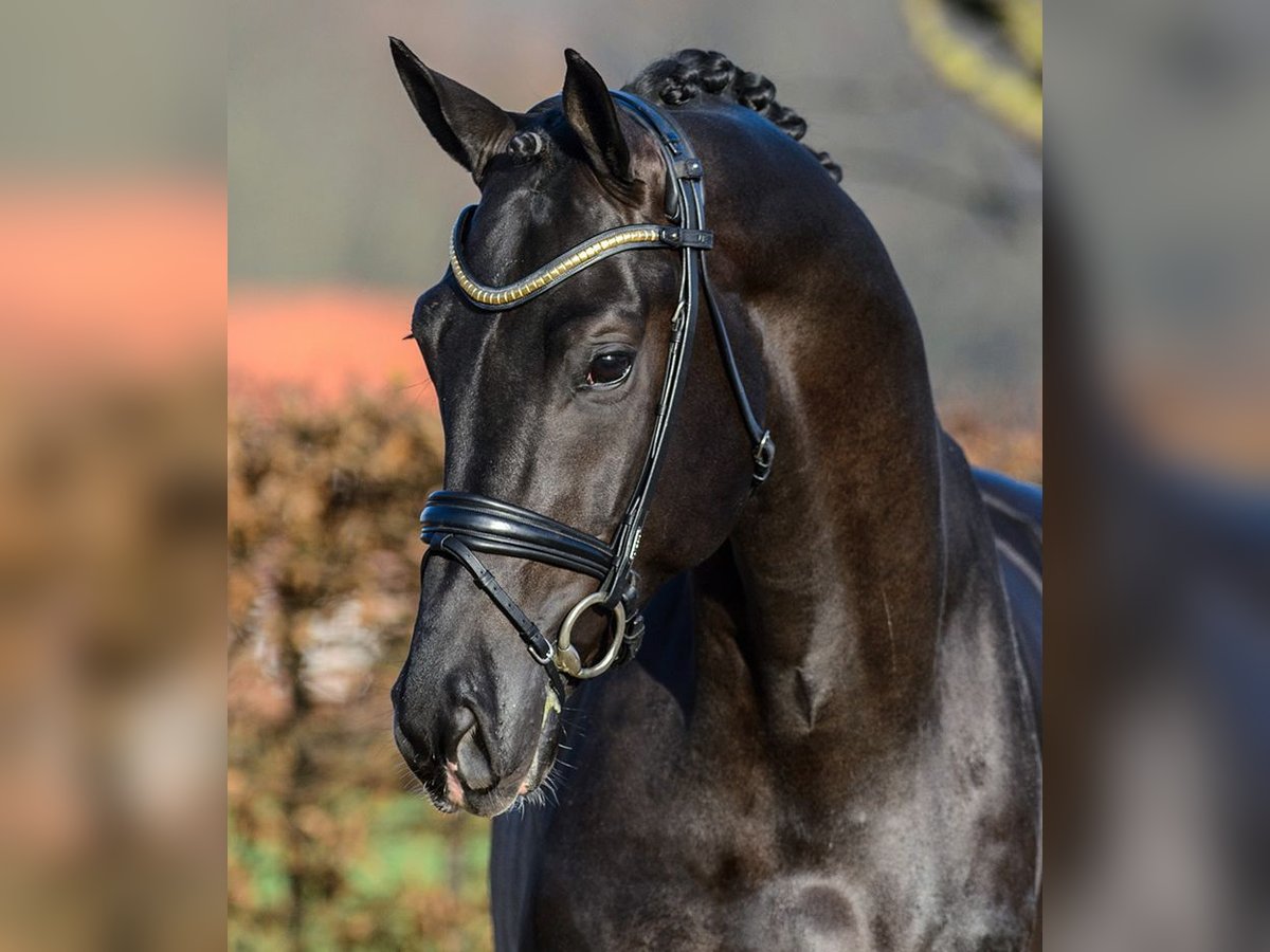 Hannoveraner Hengst Schwarzbrauner in Amersfoort