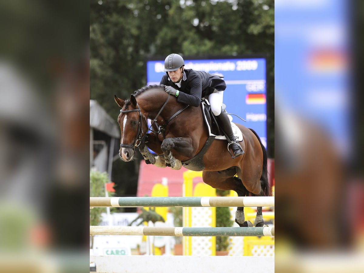 Hannoveraner Hengst in Celle