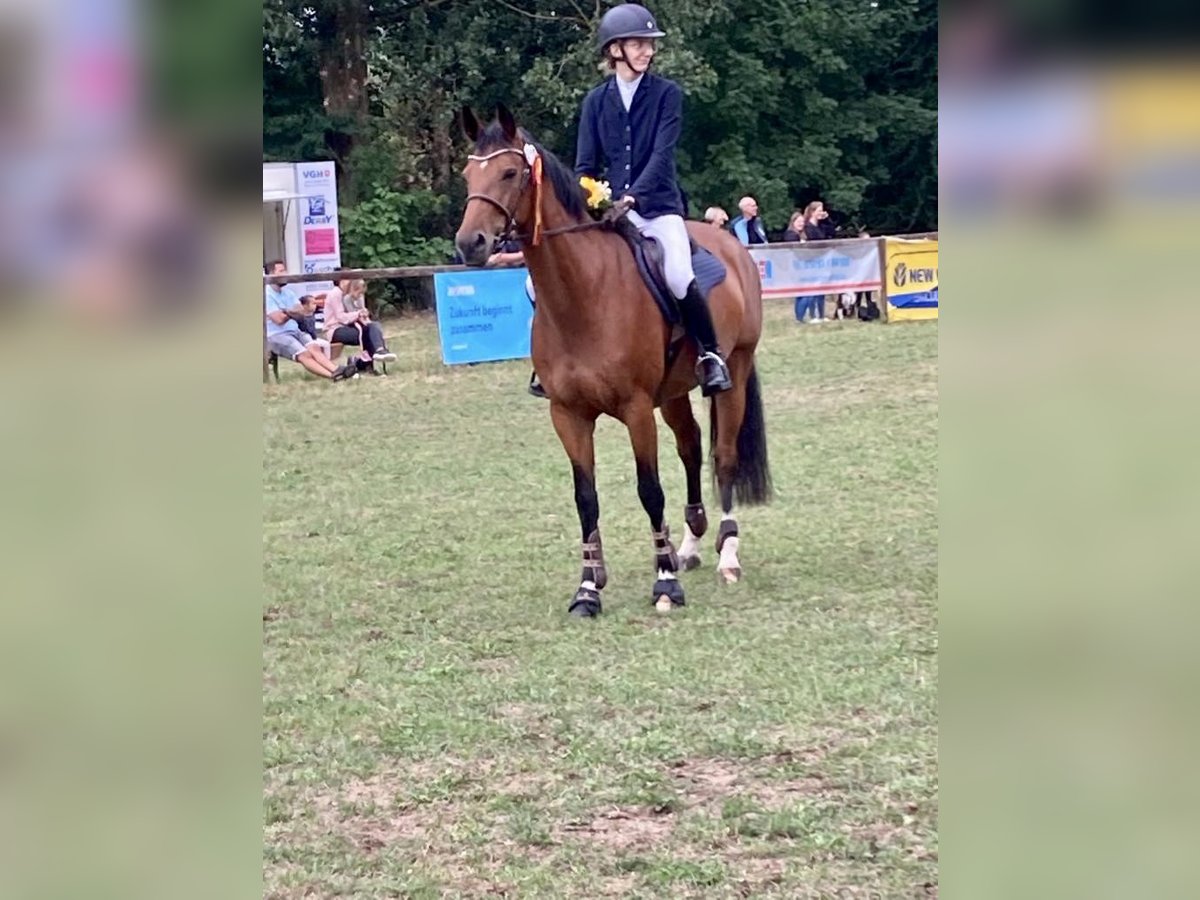 Hannoveraner Stute 10 Jahre 160 cm Brauner in Sehlde