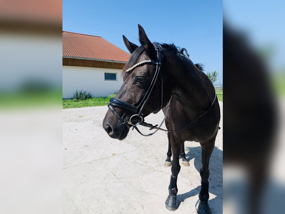 Hannoveraner Stute 10 Jahre 160 cm Schwarzbrauner in Ansbach