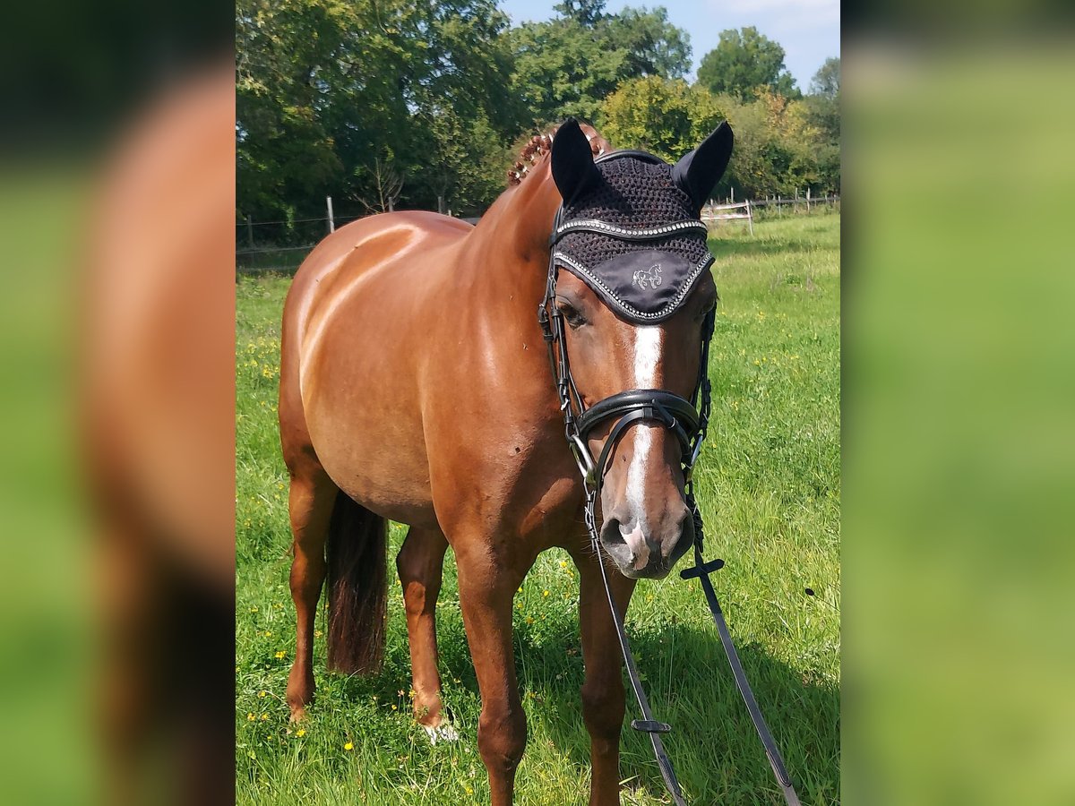Hannoveraner Stute 10 Jahre 163 cm Fuchs in Teningen