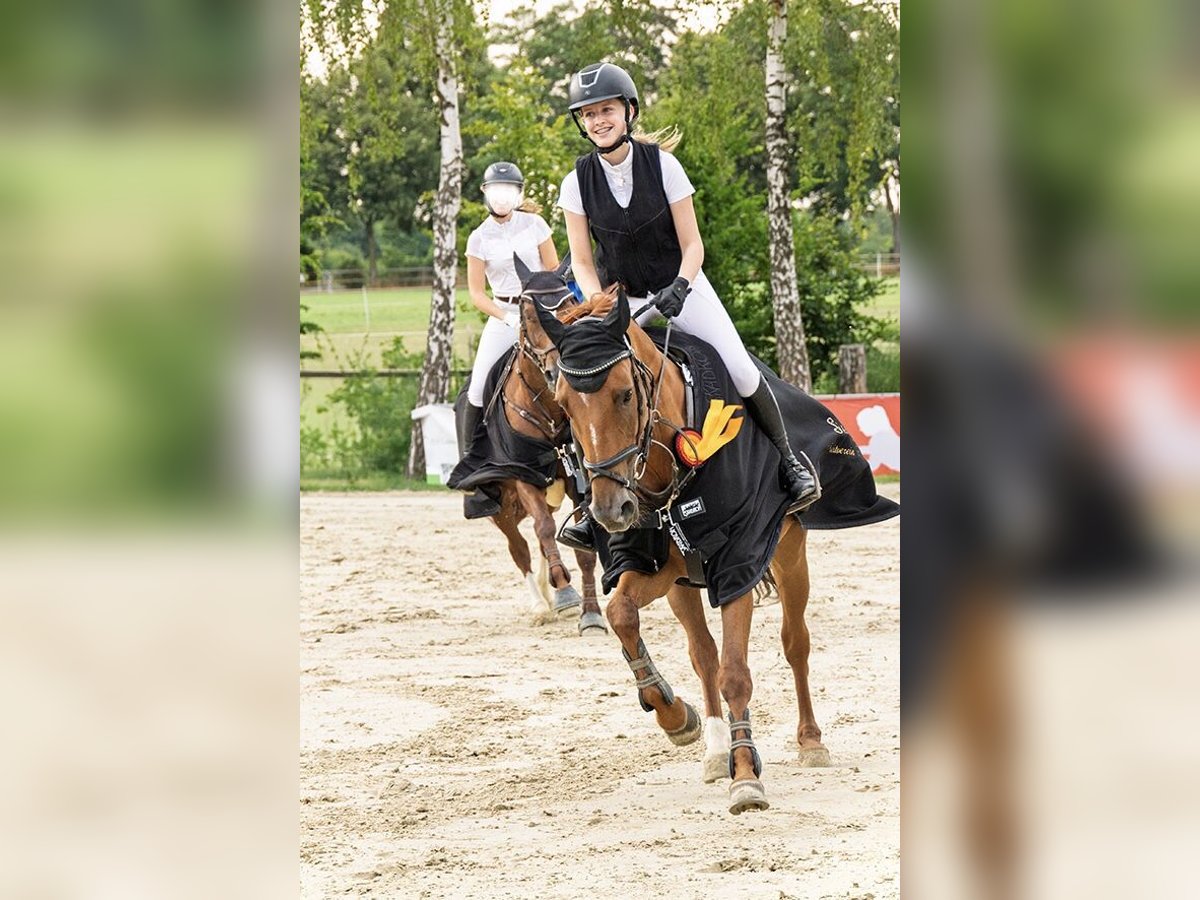 Hannoveraner Stute 10 Jahre 163 cm Fuchs in Ascheberg