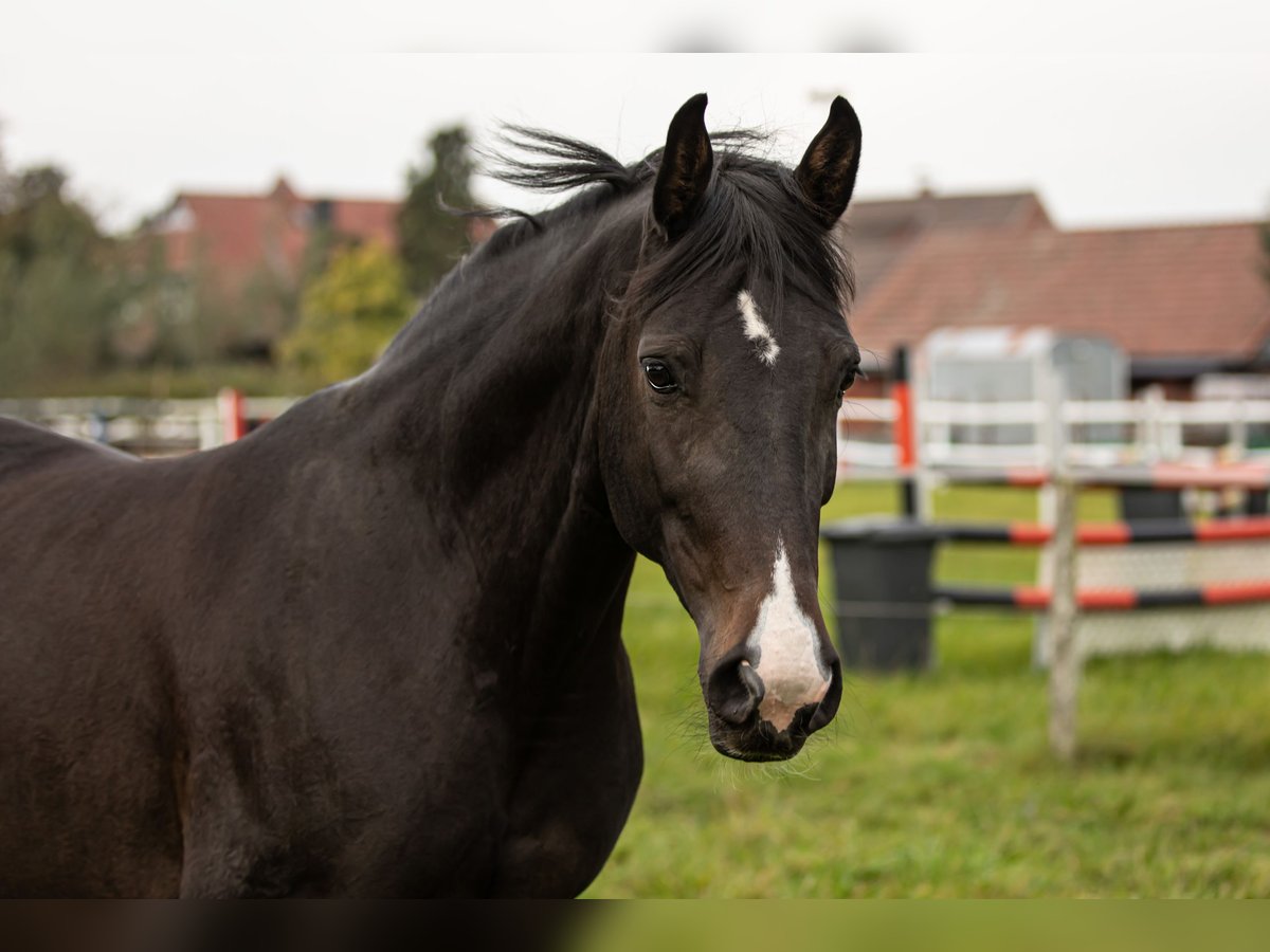 Hannoveraner Stute 10 Jahre 163 cm Rappe in Stuhr