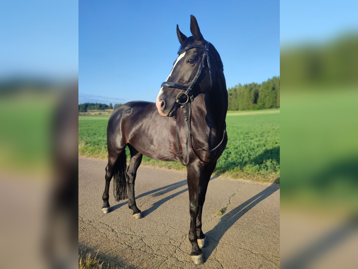 Hannoveraner Stute 10 Jahre 164 cm Rappe in Hohenstein &#xD6;denwaldstetten