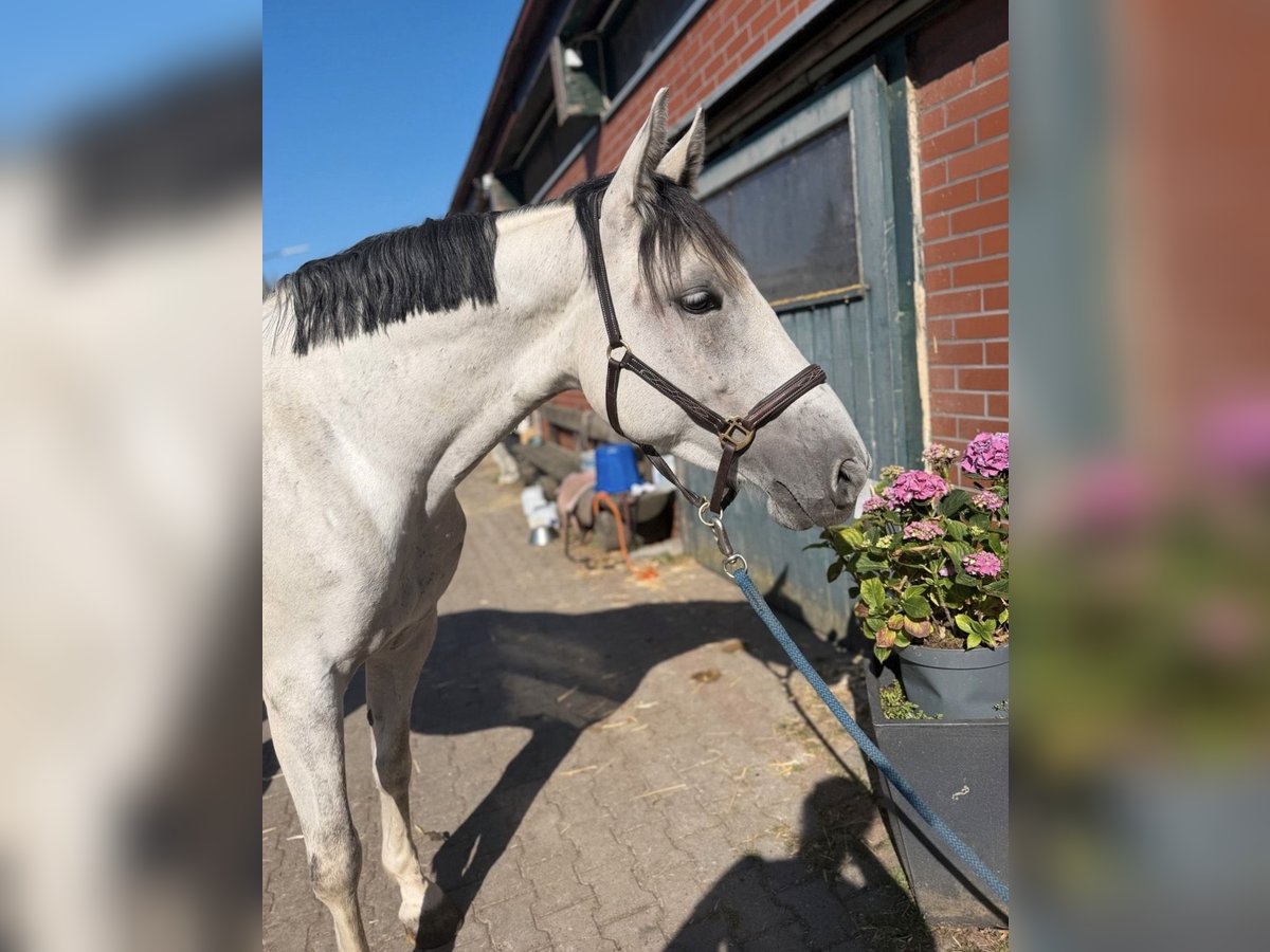 Hannoveraner, Stute in Coburg