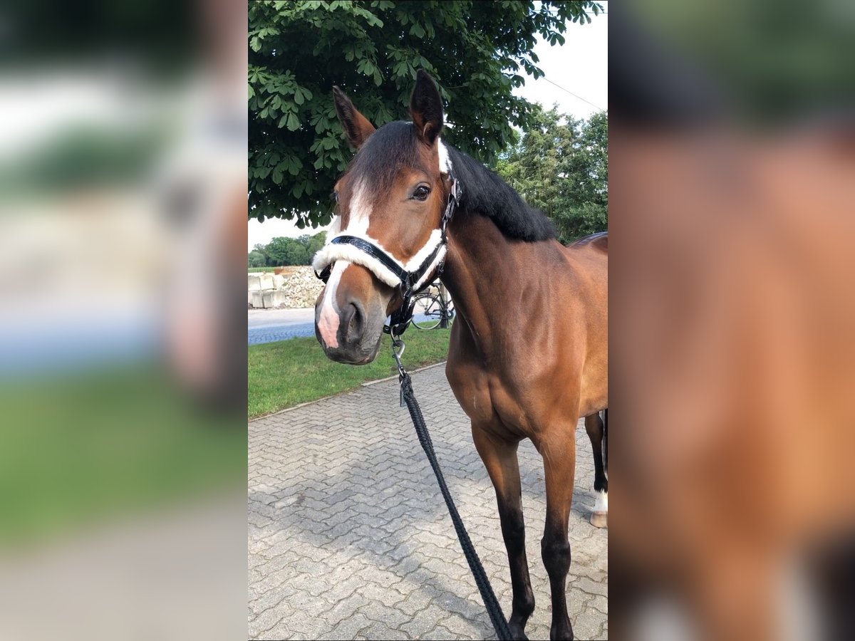 Hannoveraner Stute 10 Jahre 165 cm Brauner in Stuhr