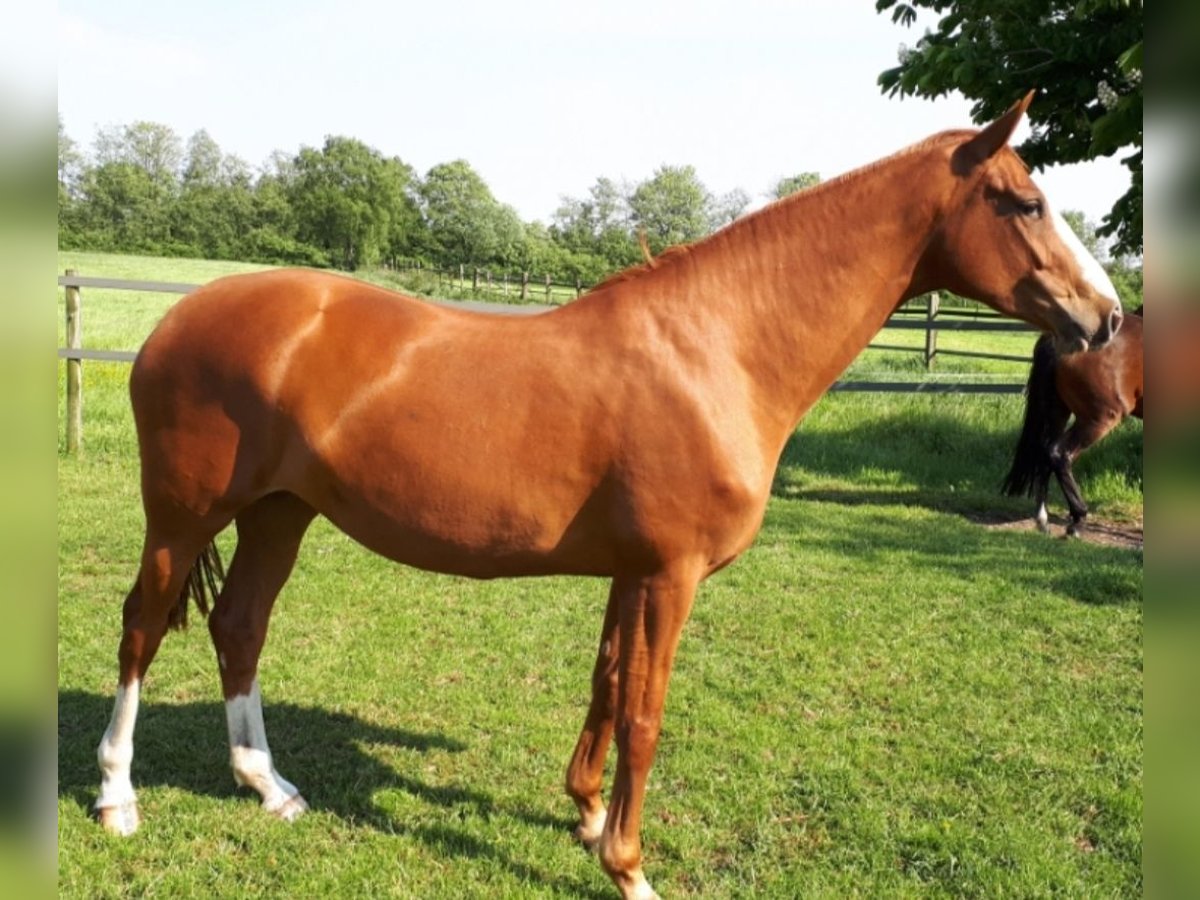 Hannoveraner Stute 10 Jahre 165 cm Fuchs in Rastede