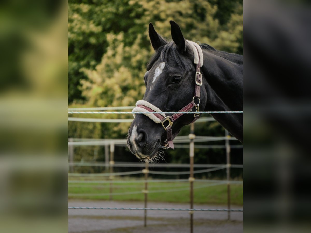 Hannoveraner Stute 10 Jahre 165 cm Schwarzbrauner in Stuttgart Stuttgart-West